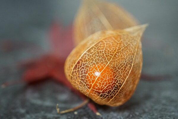 physalis, winter, growth-8419988.jpg